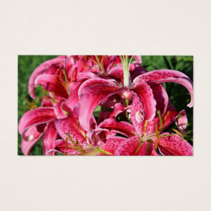 Stargazer Pink Oriental Lilies