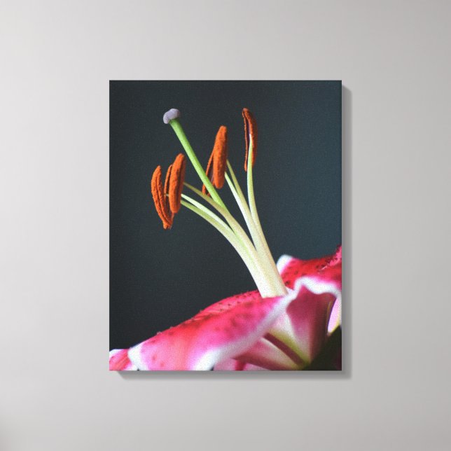 Stargazer Stamen Canvas Print (Front)