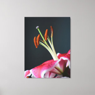 Stargazer Stamen Canvas Print
