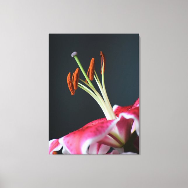 Stargazer Stamen Canvas Print (Front)