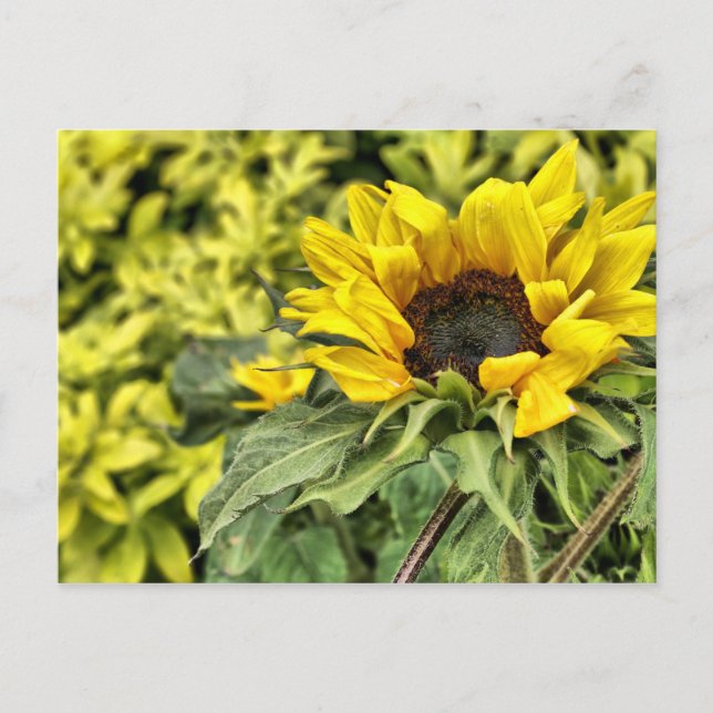 Staring at the sun... postcard (Front)