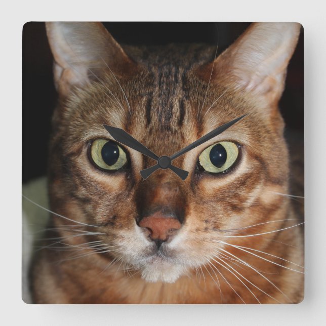 Staring Bengal Cat, Add Your Own Meme Square Wall Clock (Front)