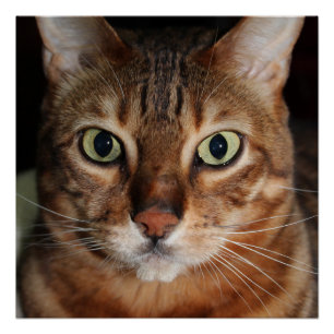 Staring Bengal Cat Gloss Poster, Photo Wall Art
