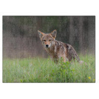 Staring Brown Coyote Photography, On a Field