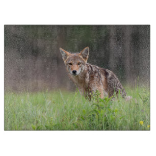 Staring Brown Coyote Photography, On a Field Cutting Board