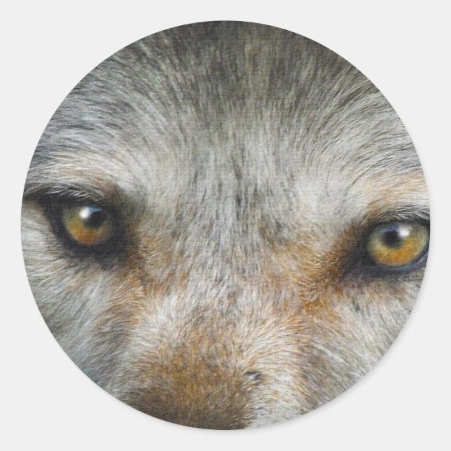 Staring Grey Wolf Eyes Wildlife Art Classic Round Sticker (Front)