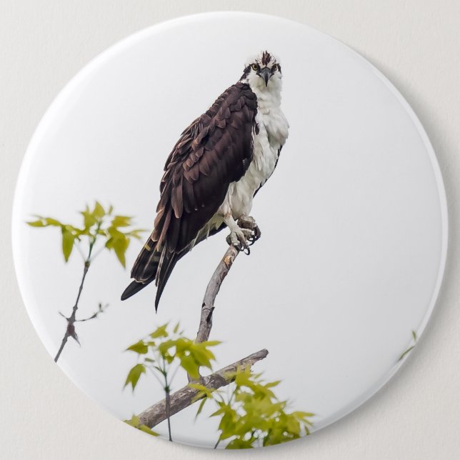 Staring Osprey 6 Cm Round Badge (Front)