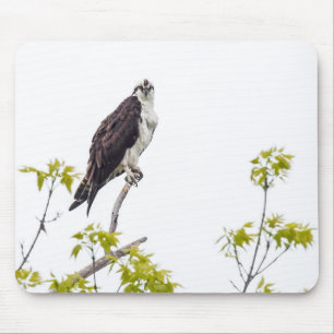 Staring Osprey Mouse Pad