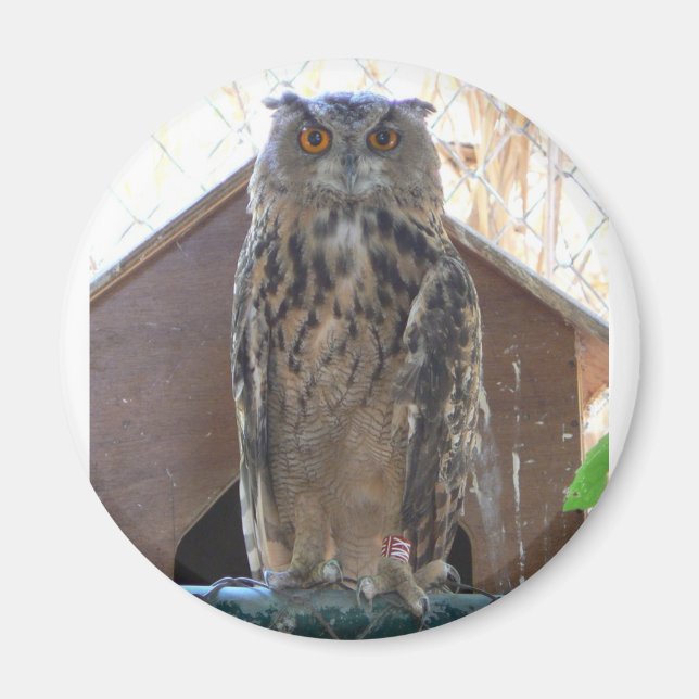 Staring owl magnet (Front)