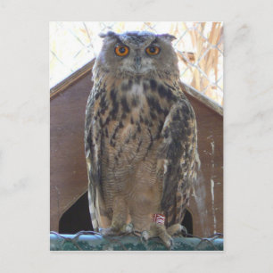 Staring owl postcard