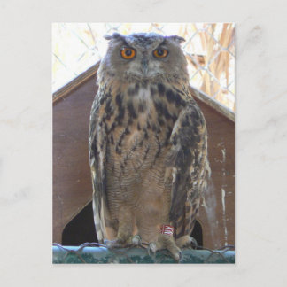 Staring owl postcard
