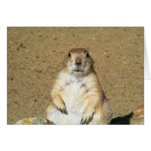 Staring Prairie Dog Blank Card