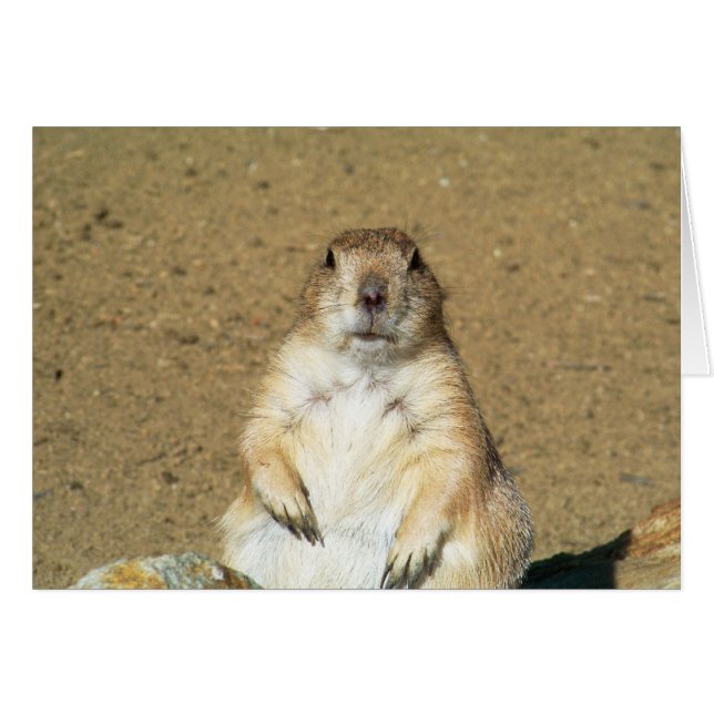 Staring Prairie Dog Blank Card (Front Horizontal)