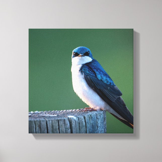 Staring Sparrow Canvas Print (Front)