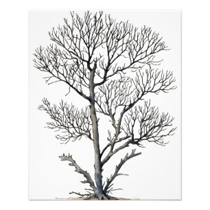 Stark Beauty: Black and White Tree Wall Art
