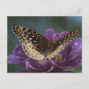 Starlight Butterfly Postcard