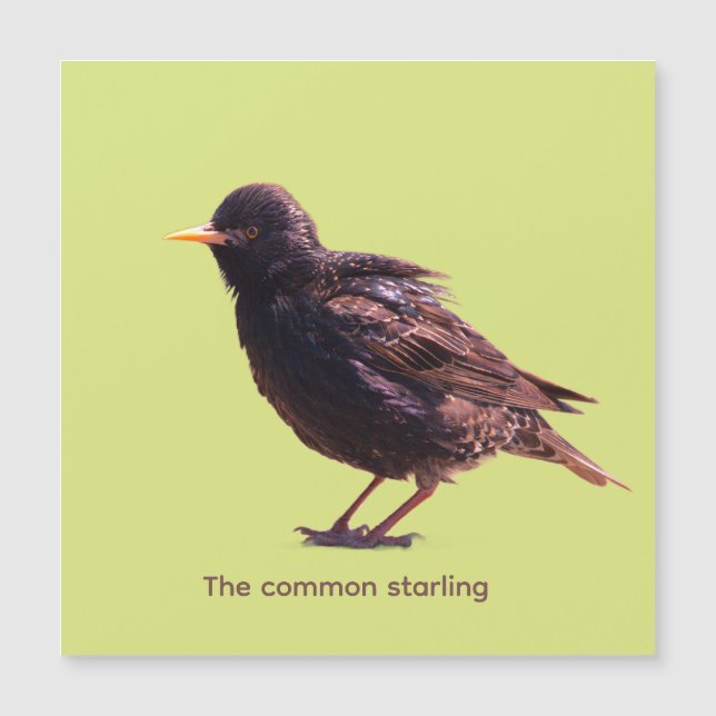Starling  (Front)