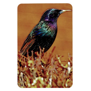 Starling Bird Photograph Magnet