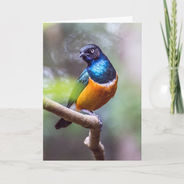 Starling Bird Sitting on Tree Limb Card (Front)