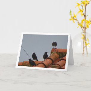 Starling Birds on Rooftop Card