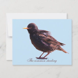 Starling card