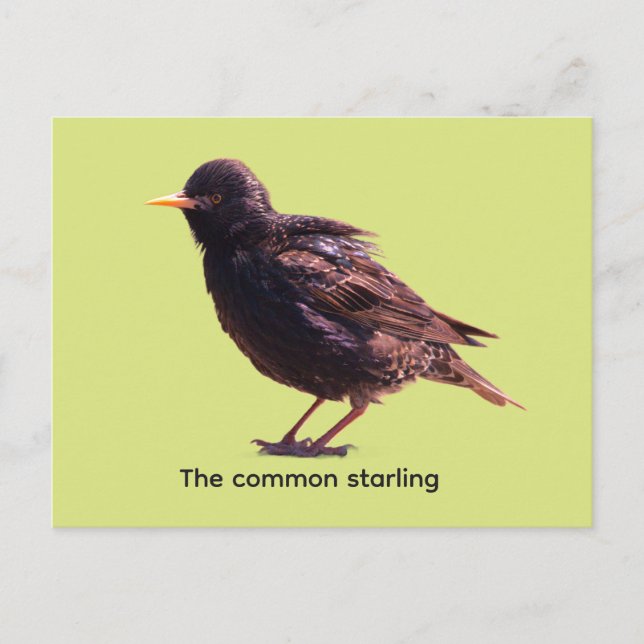 Starling  holiday postcard (Front)