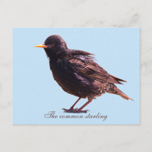 Starling  holiday postcard