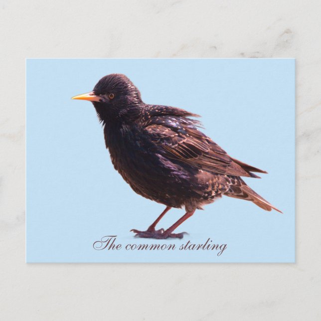 Starling  holiday postcard (Front)