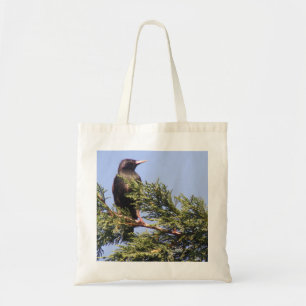 Starling in a Spruce Tree Bag