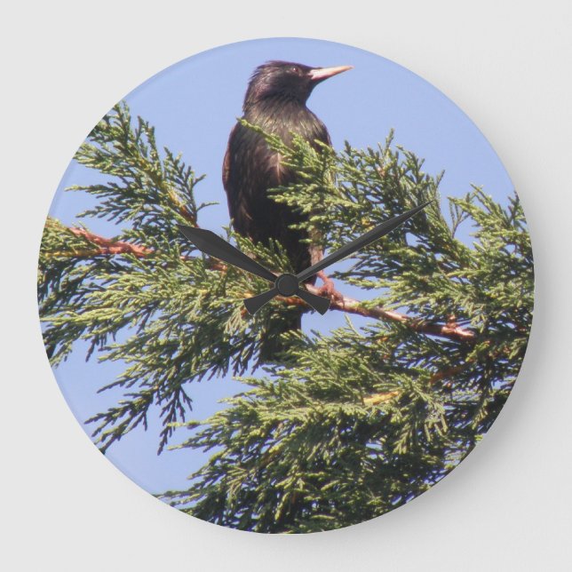 Starling in a Spruce Tree Wall Clock (Front)