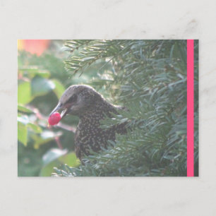 Starling in Yew-Tree DIY Postcard