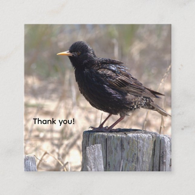 Starling on a Wooden Post Enclosure Card (Front)