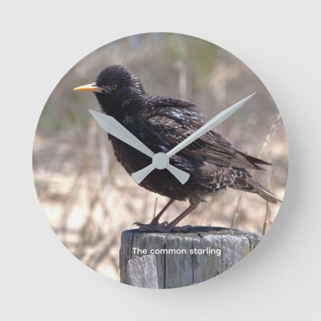 Starling on a Wooden Post Round Clock (Front)