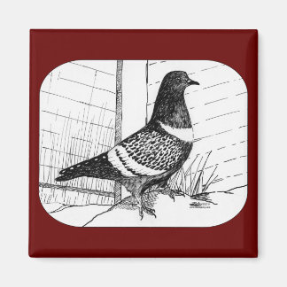 Starling Pigeon 1973 Magnet