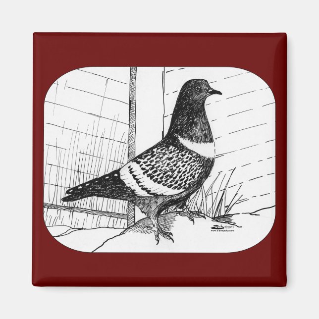Starling Pigeon 1973 Magnet (Front)
