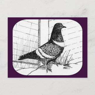 Starling Pigeon 1973 Postcard