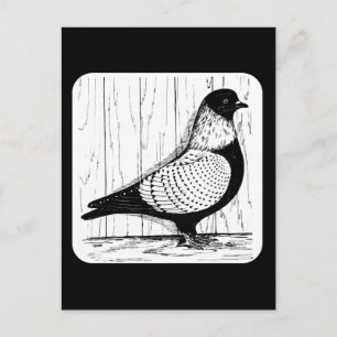 Starling Pigeon Silver-laced 1979 Postcard