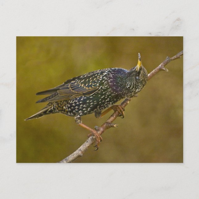 Starling Postcard (Front)