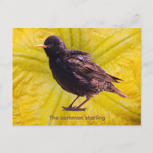 Starling  postcard (Front)