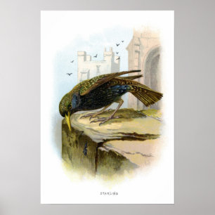 Starling Poster