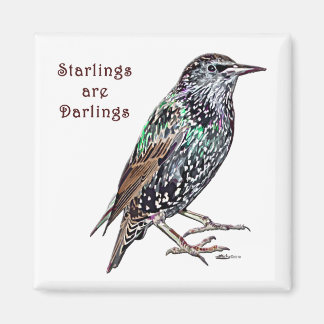 Starlings Are Darlings Magnet