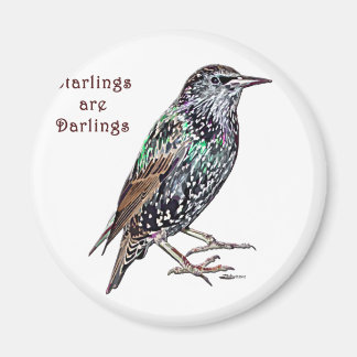 Starlings Are Darlings Magnet