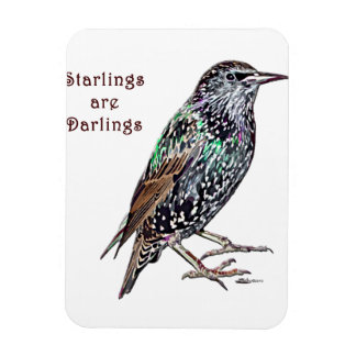 Starlings Are Darlings Magnet