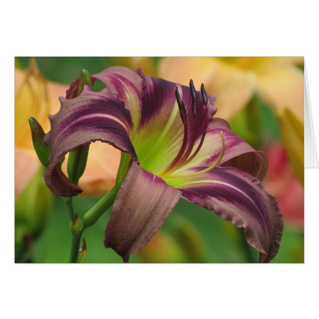 Starman's Quest - Daylily (Front Horizontal)