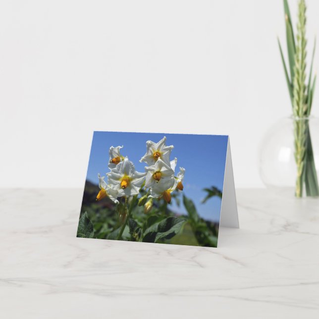 Starry flowers Solanum tuberosum  Card (Front)