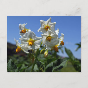 Starry flowers Solanum tuberosum Postcard