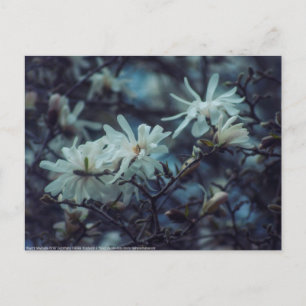 Starry Magnolia 3172 Postcard