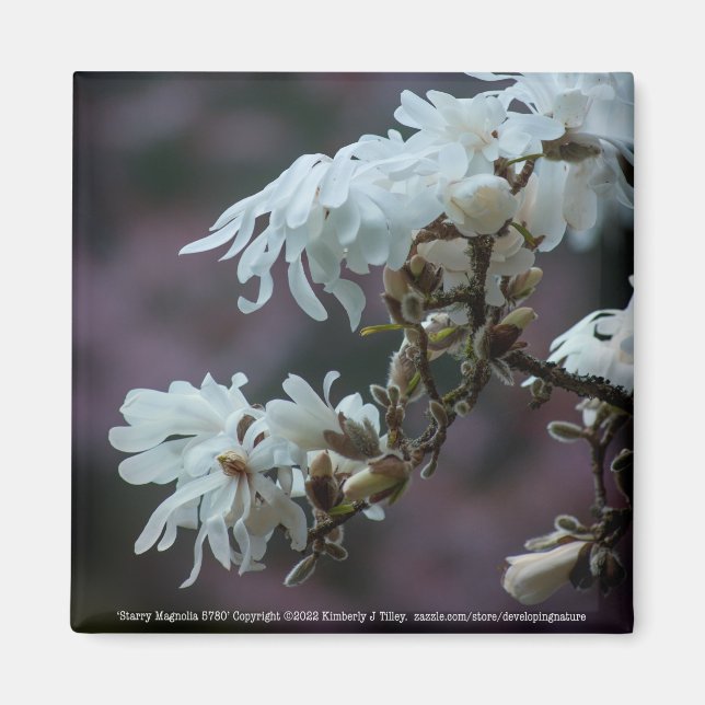 Starry Magnolia 5780 Magnet (Front)