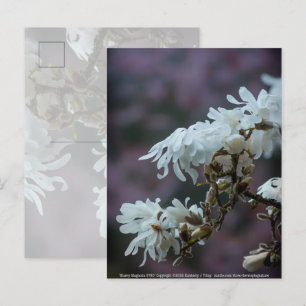 Starry Magnolia 5780 Postcard