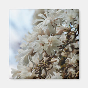 Starry Magnolia 5781 Magnet